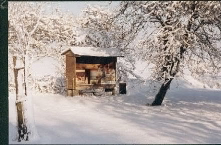 bienen winter